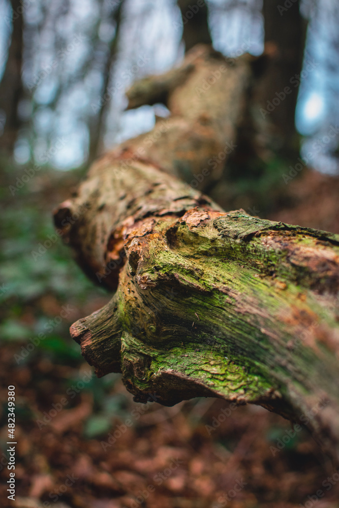 Obraz premium tree in autumn