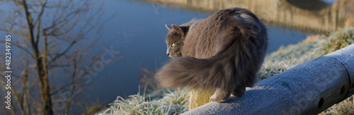 Chat à l'affût sur une barrière gelée en hiver à côté d'un plan d'eau, par un jour ensoleillé, format bannière photo