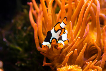 Fototapete Orange Clownfisch in leuchtender Seeanemone  © christophe papke
