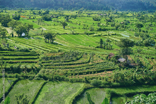 Beautiful landscape with green rise fields view. Bali, Indonesia.