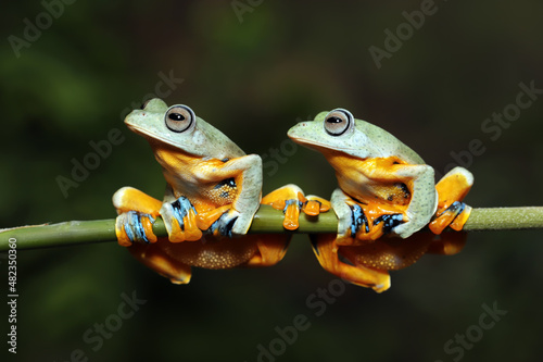 Two flying frogs sitting on a bamboo stick. © Lauren