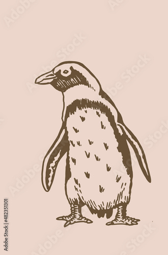 Graphical vector penguin , bird of Antarctica and the south coast of Africa, sepia illustration	
