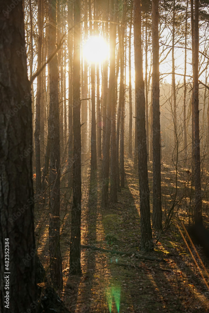 Sunset or sunrise in the autumn pine forest. Sunbeams shining between trunks. Rays of the sun in the fog Sunset or sunrise in the autumn pine forest. Sunbeams shining between trunks. Rays of the sun in the fog