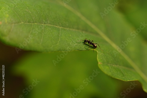 Lonely black ant (Lasius Niger) on a oak leaf (Quercus) in sunset light