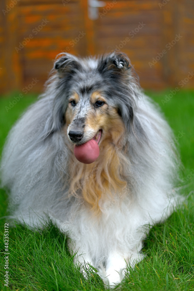 collie with a ball in its mouth on green grass, selective focus collie with a ball in its mouth on green grass, selective focus