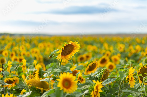 Beautiful sunflowers on background of sky.