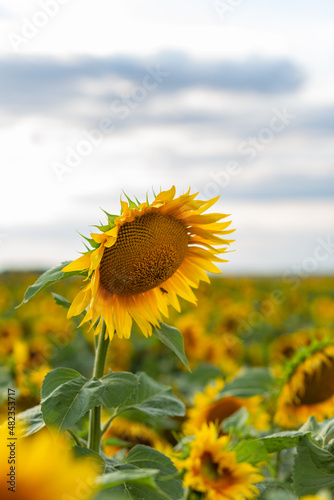 Beautiful sunflowers on background of sky.