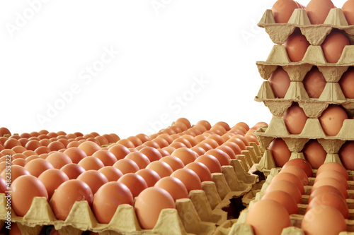  Fresh eggs in the egg factory. Egg factory industry.