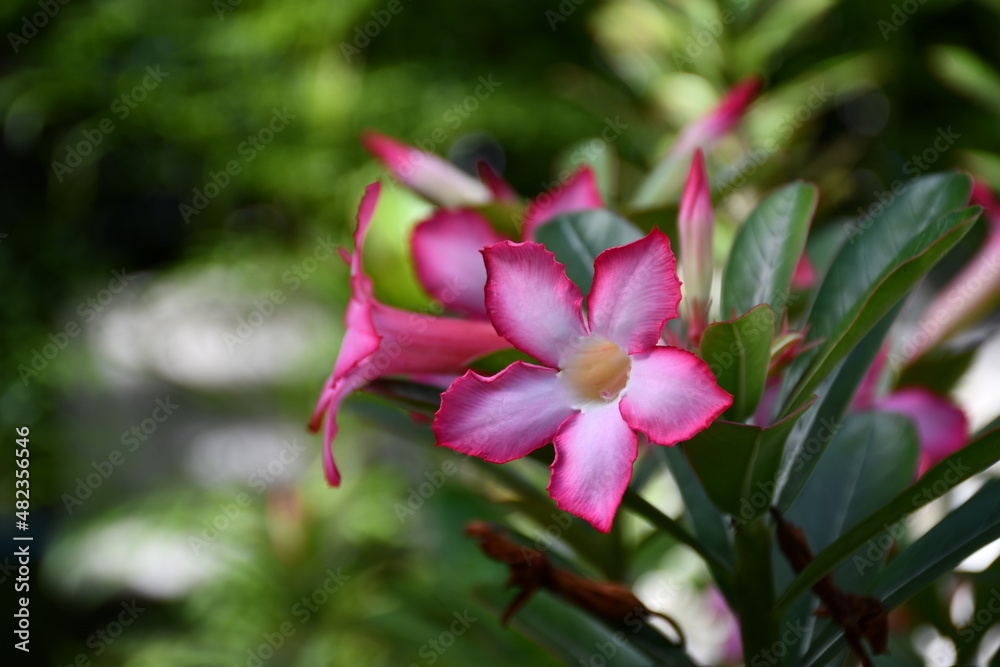Pink Bignonia and its buds are blooming on the tree with white space on the left-hand side. Pink Bignonia and its buds are blooming on the tree with white space on the left-hand side.