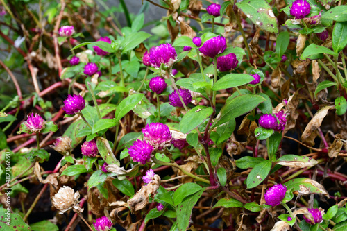 Flower disease causes the leaves to become moldy spots and dry.