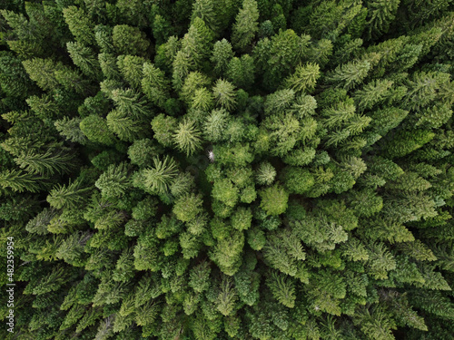 Aerial top view pine forest. Texture of coniferous forest view from above. Green background nature. Picture taken using drone