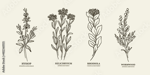 Set of hand drawn hyssop, helichrysum, rhodiola, wormwood photo