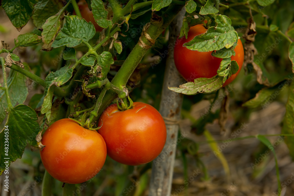 Ripe tomatoes on the branches. natural product grown in the household.