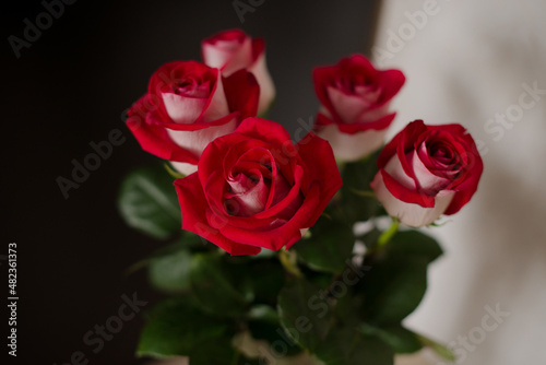 Bouquet of red roses on a dark background.