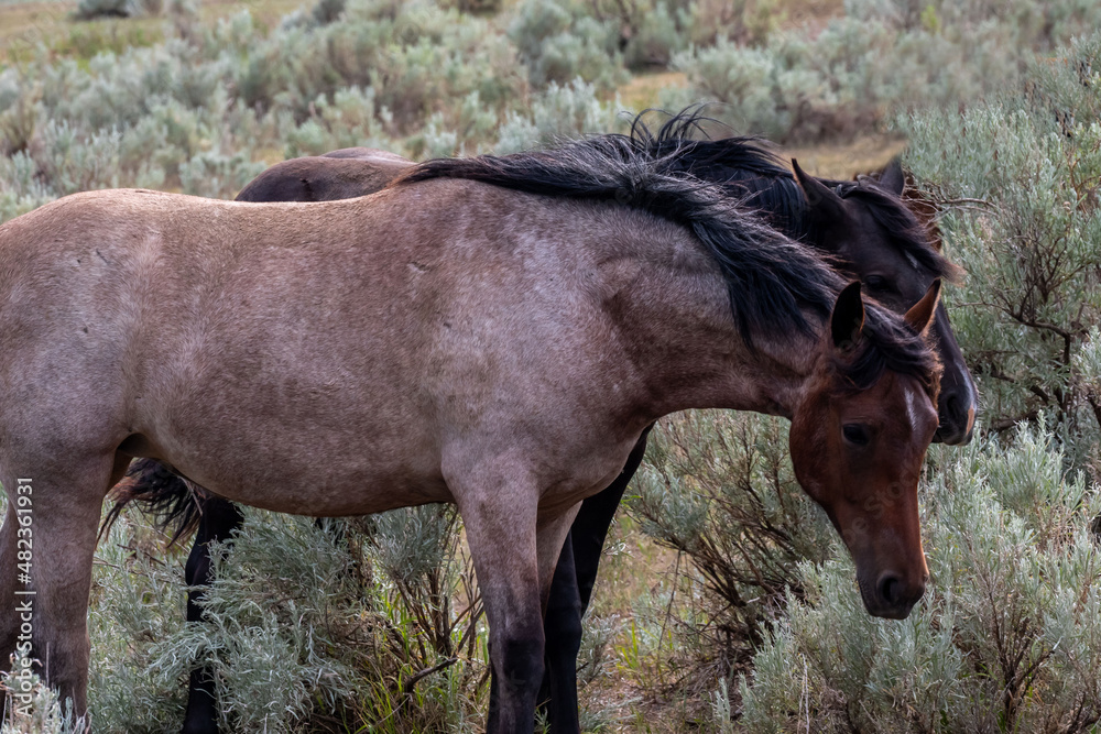 Wild horses in Theodore Roosevelt NP, North Dakota Wild horses in Theodore Roosevelt NP, North Dakota