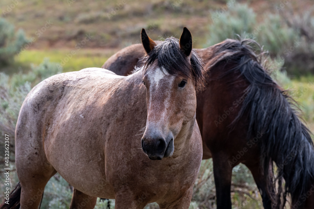 Wild horses in Theodore Roosevelt NP, North Dakota Wild horses in Theodore Roosevelt NP, North Dakota