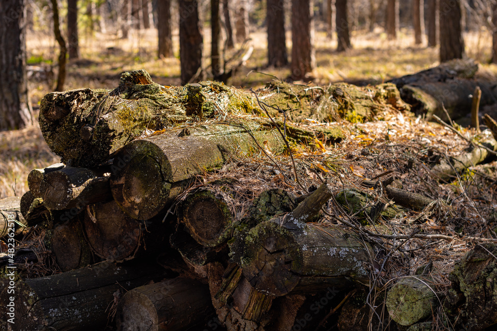 pile of wooden logs in the forest