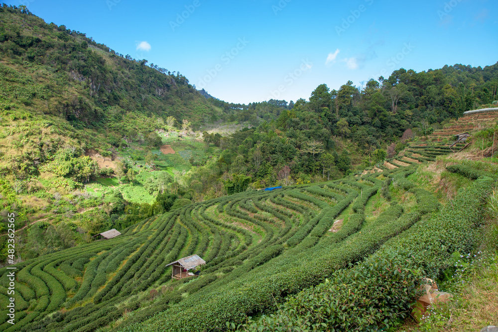 tea plantation in the valley