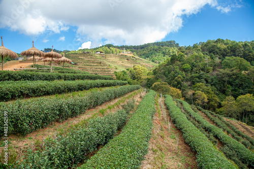 tea plantation in the valley