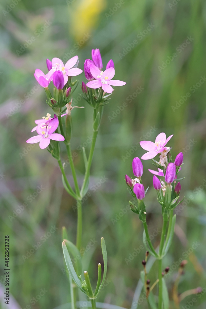 Seaside Centaury, wild flowering seashore plant  