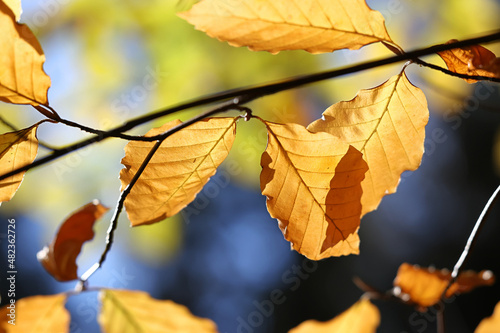 Autumn leaves of European beech or common beech