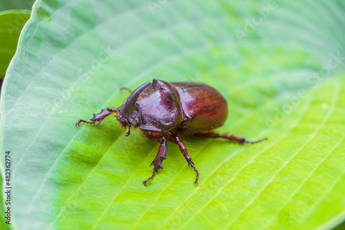 Rhinoceros beetle on a green leaf