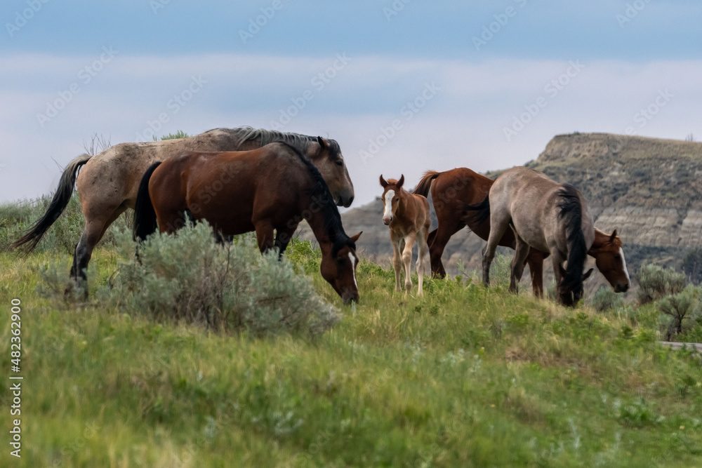 Wild horses in Theodore Roosevelt NP, North Dakota