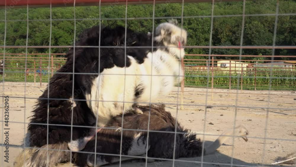 Male ostrich performs mating dance to impress the female. Ostrich Farm. Mating Rituals. Animal Sex