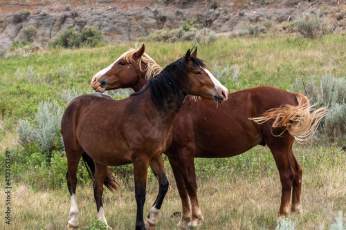 Wild horses in Theodore Roosevelt NP, North Dakota