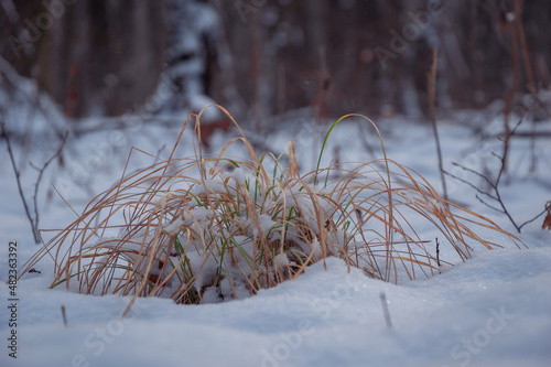 dry and still green grass in a snow-covered forest
