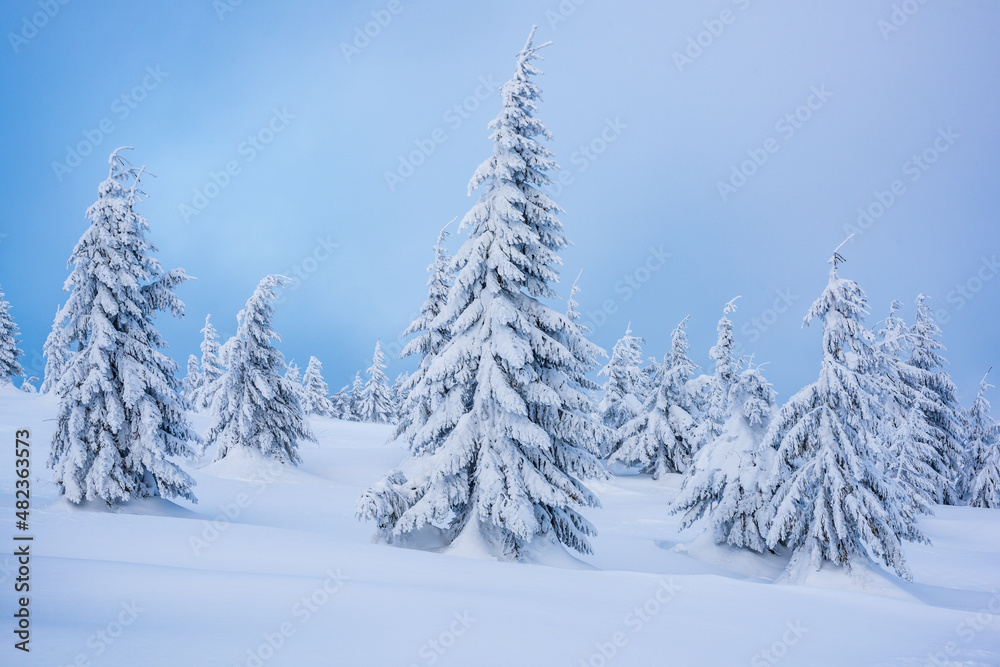 Spruce tree forest covered by snow in winter landscape.