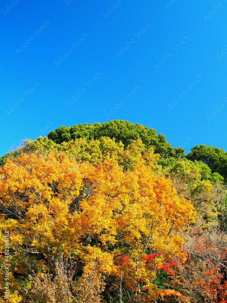 黄葉のコナラのある冬の森と青空