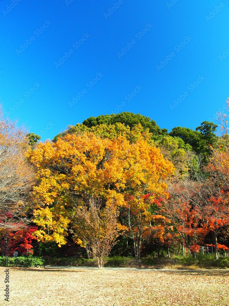 Naklejka premium 冬の21世紀の森と広場の黄葉風景