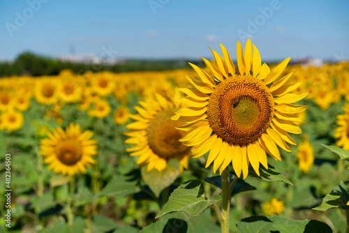 Sunflower against blu sky natural background. Sunflower is blooming. Close-up of agricultural field with yellow sunflower. © Ersin