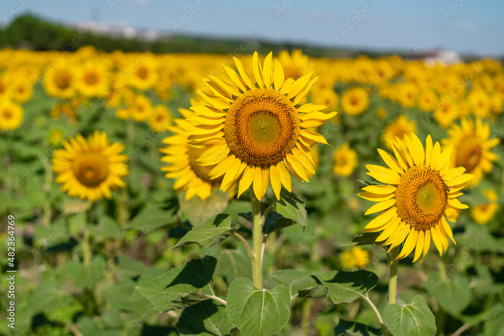 Sunflower against blu sky natural background. Sunflower is blooming. Close-up of agricultural field with yellow sunflower. Sunflower against blu sky natural background. Sunflower is blooming. Close-up of agricultural field with yellow sunflower.