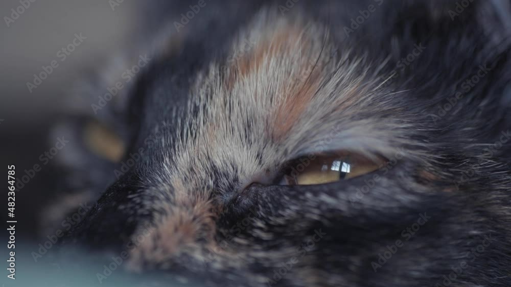 Tricolor cat falls asleep and blinks its eyes
Tricolor cat falls asleep and blinks its eyes