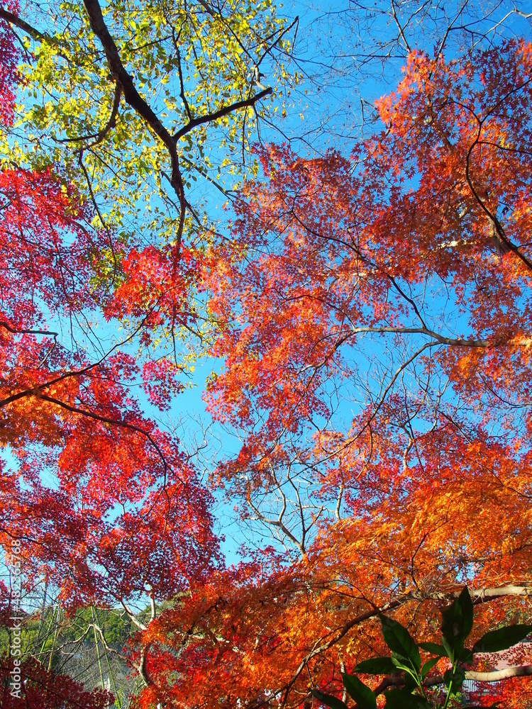 公園の紅葉のモミジと青空
