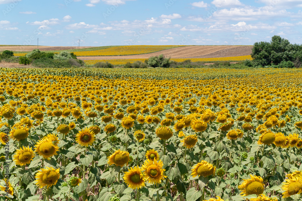 Naklejka premium Sunflower against blu sky natural background. Sunflower is blooming. Close-up of agricultural field with yellow sunflower.