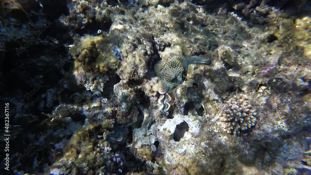 incredibly beautiful combinations of colors and shapes of living coral reefs and fish in the Red Sea in Egypt, Sahl Hasheesh incredibly beautiful combinations of colors and shapes of living coral reefs and fish in the Red Sea in Egypt, Sahl Hasheesh