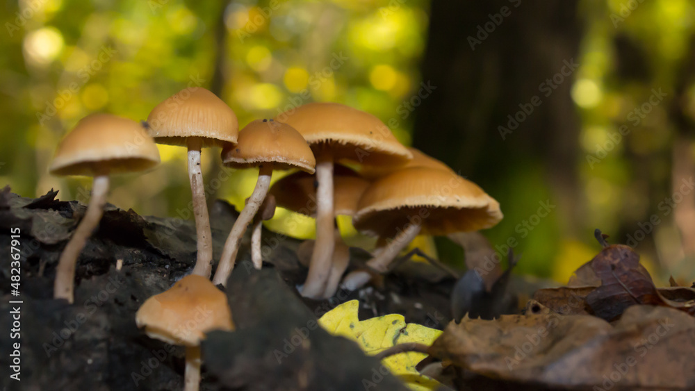 Brown cap little mushroom growing on deciduous tree fallen wood. Brown cap little mushroom growing on deciduous tree fallen wood.