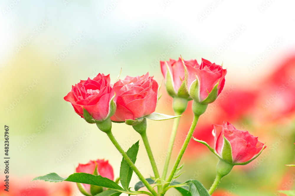red Roses brunch. Green and white background