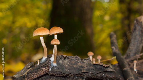 Orange cap little mushroom growing on deciduous tree fallen wood.