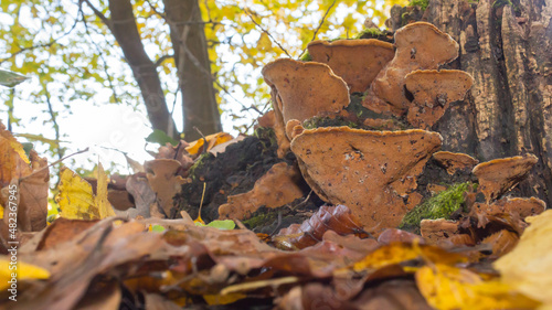 Polypore type group of mushroom caps growing on a tree stump.