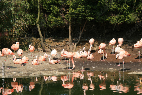 flamingoes in a zoo in france 