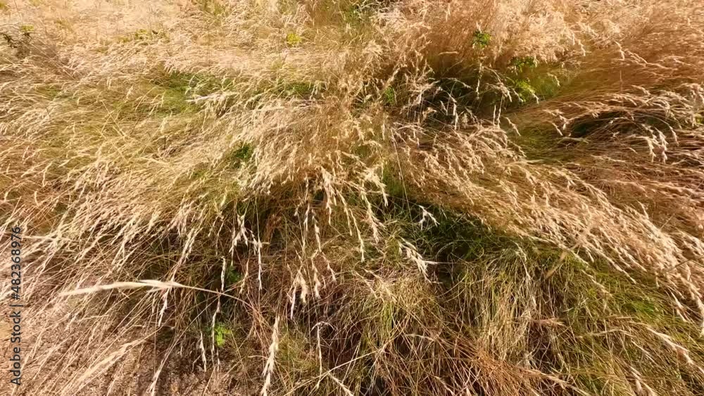 panning through golden wheatgrass plant outdoor in sunny meadow panning through golden wheatgrass plant outdoor in sunny meadow