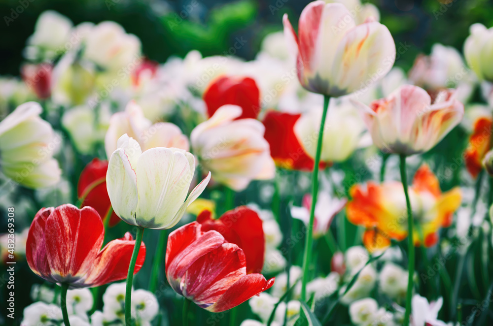 Red and white tulip flowers Red and white tulip flowers