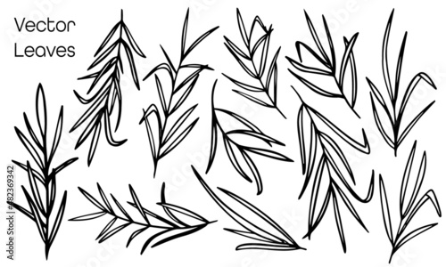 Fototapeta Naklejka Na Ścianę i Meble -  Doodled vector palm leaf plant collection. Bundle of hand drawn botany icons.
