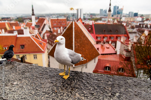 The seagull on the observation deck in Tallinn