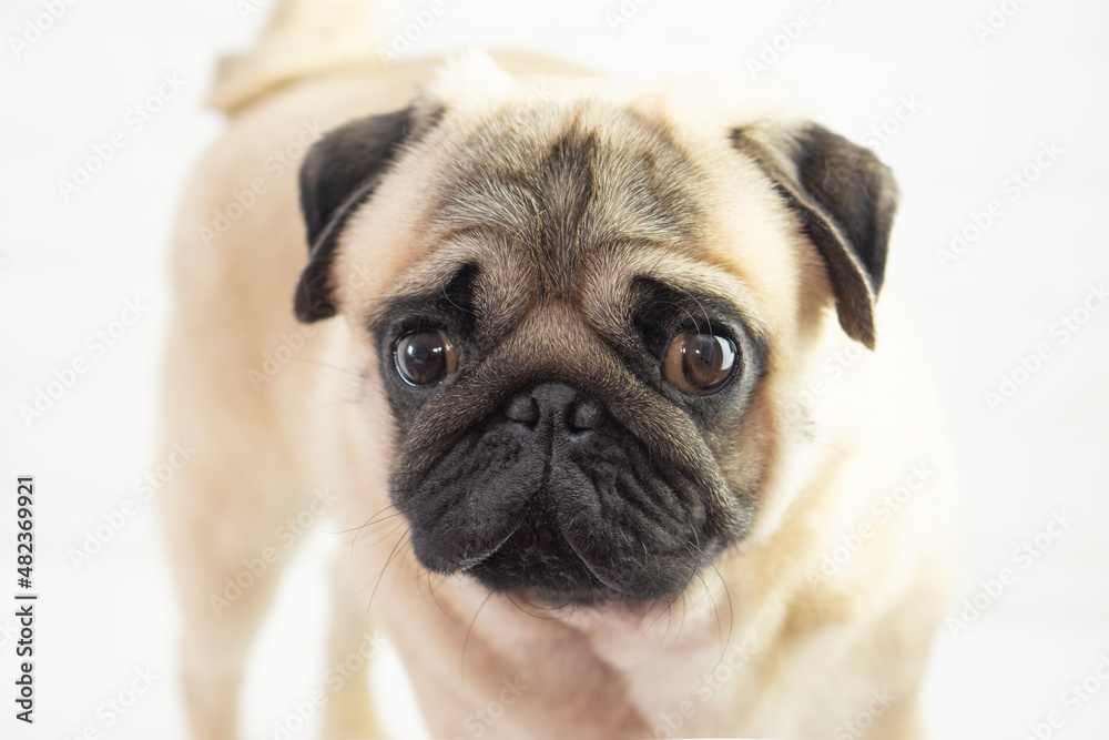 cute puppy dog ​​pug looks at the camera.
