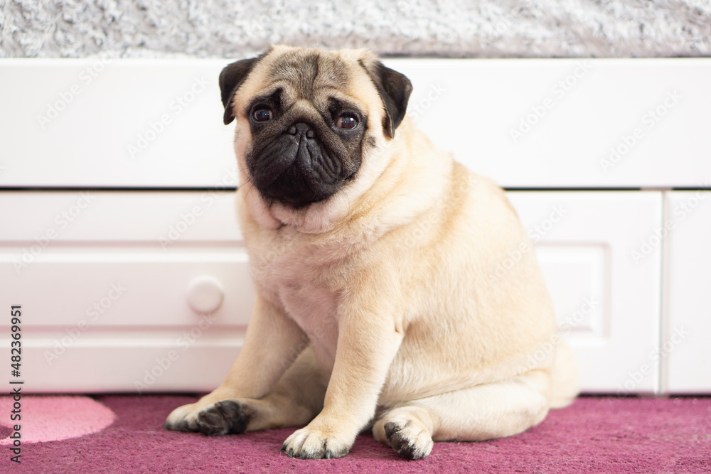 fat dog pug sad sits at home near the bed